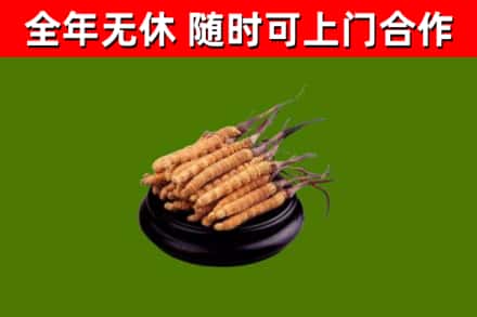 常平镇烟酒回收冬虫夏草.jpg